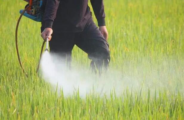 （圖：農藥應用展示圖）